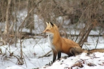 spring-foxes-2011-097